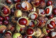 Chestnuts (Image via iStockPhoto)